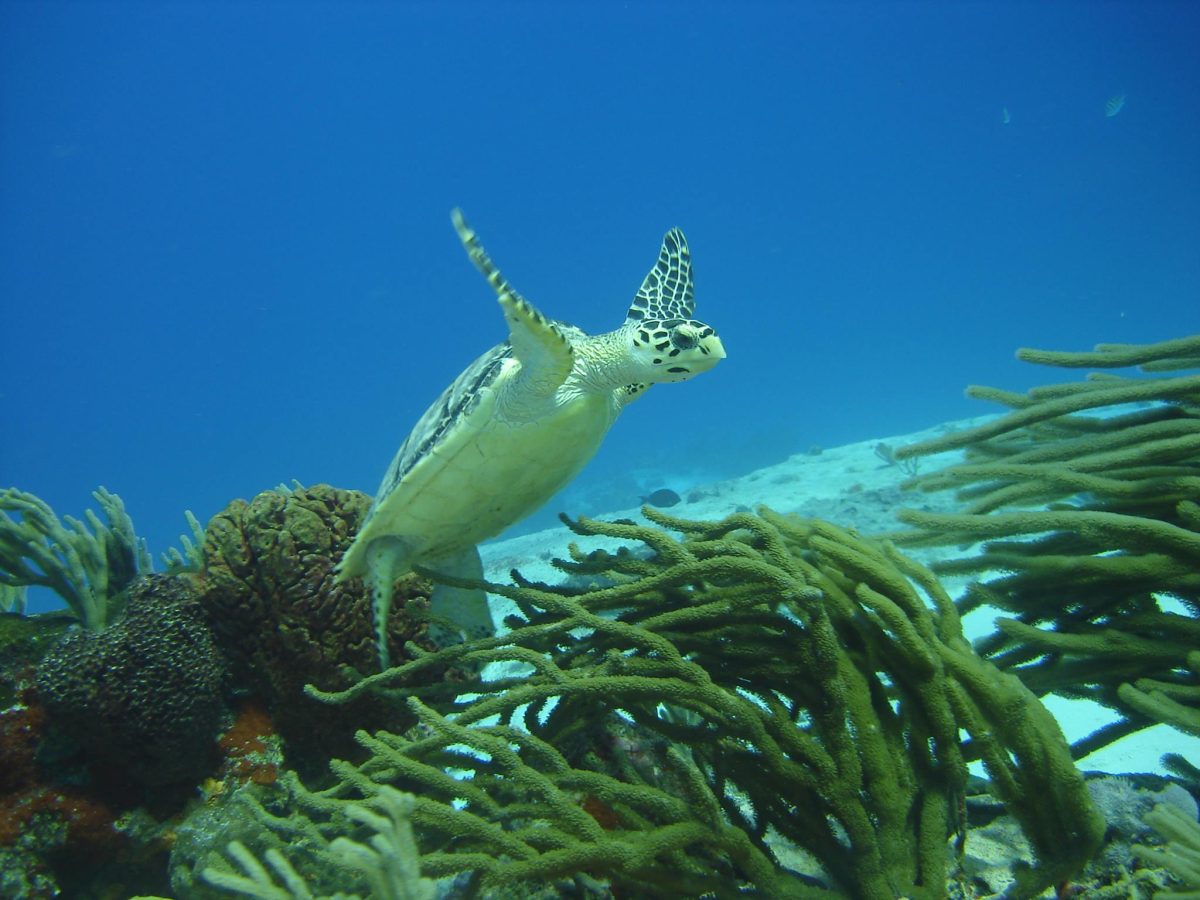 Snorkeling en Isla Catalina - Imagen 15