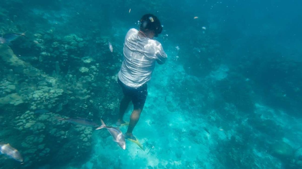 Snorkeling en Isla Catalina - Imagen 7