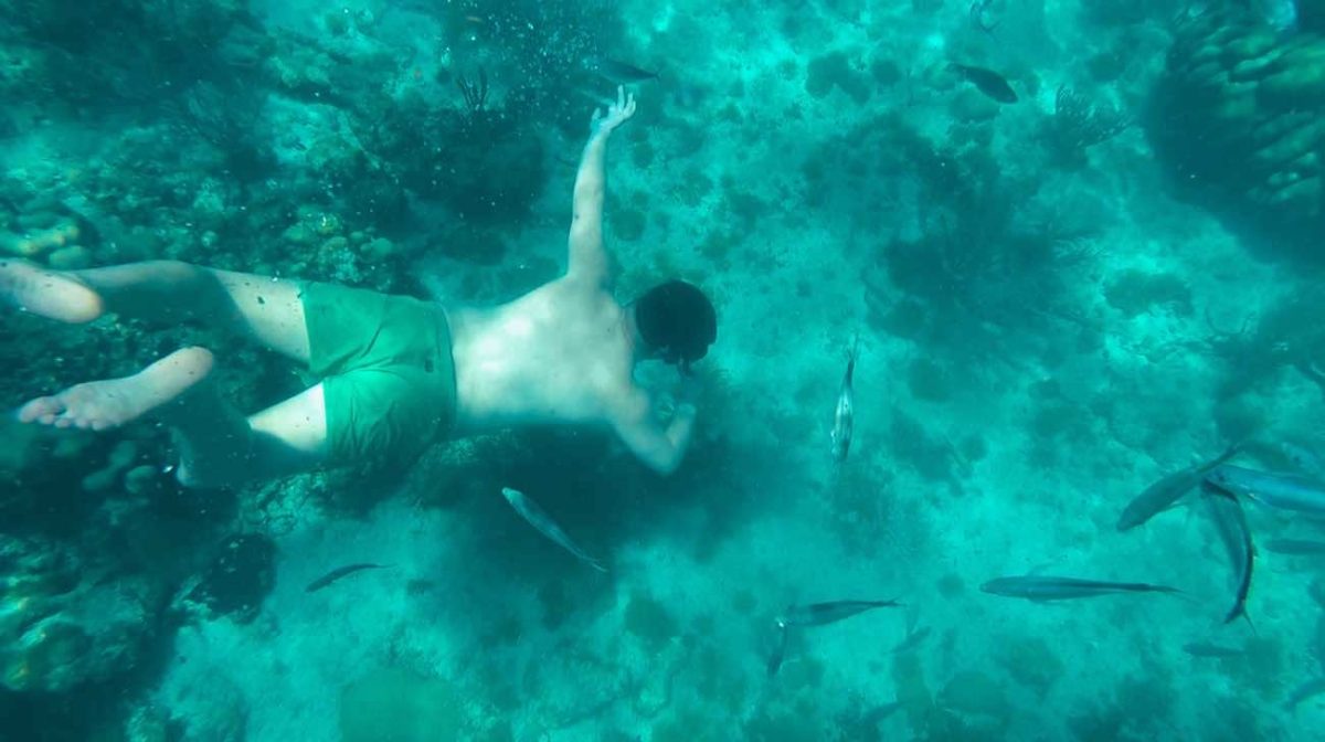 Snorkeling en Isla Catalina - Imagen 8