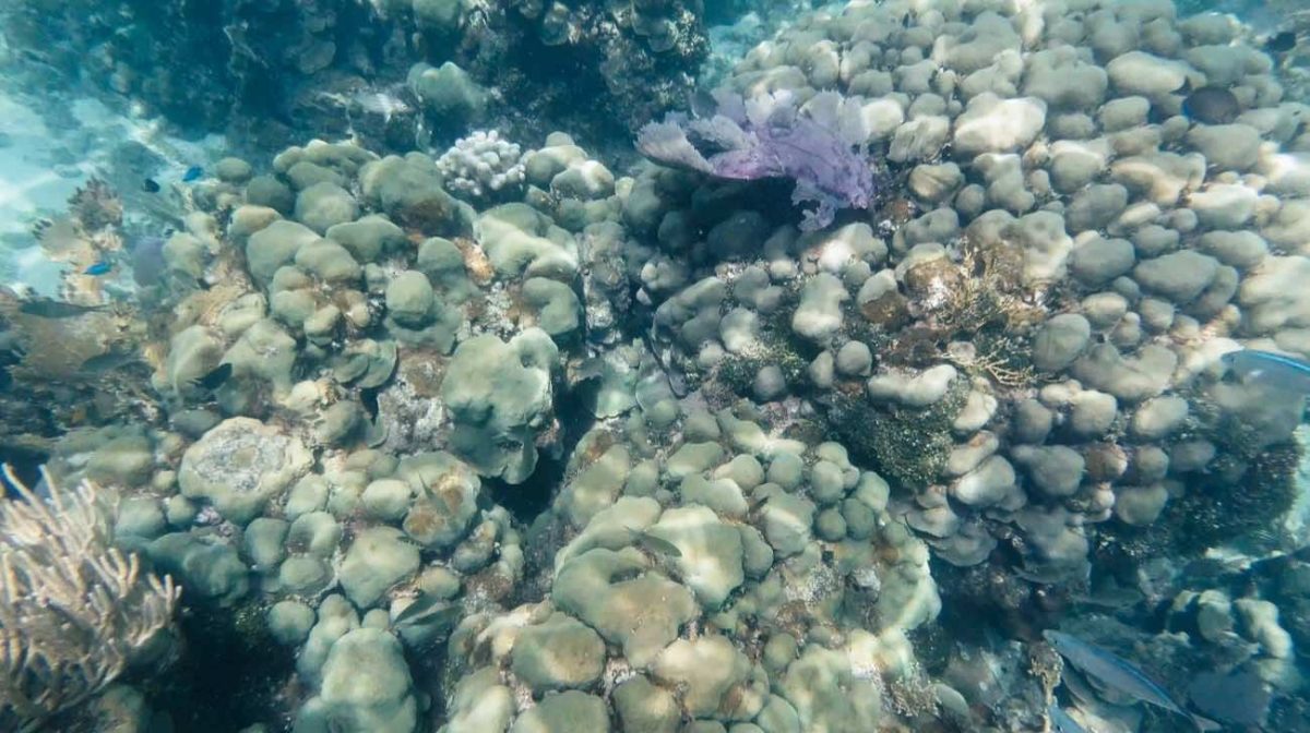 Snorkeling en Isla Catalina - Imagen 9