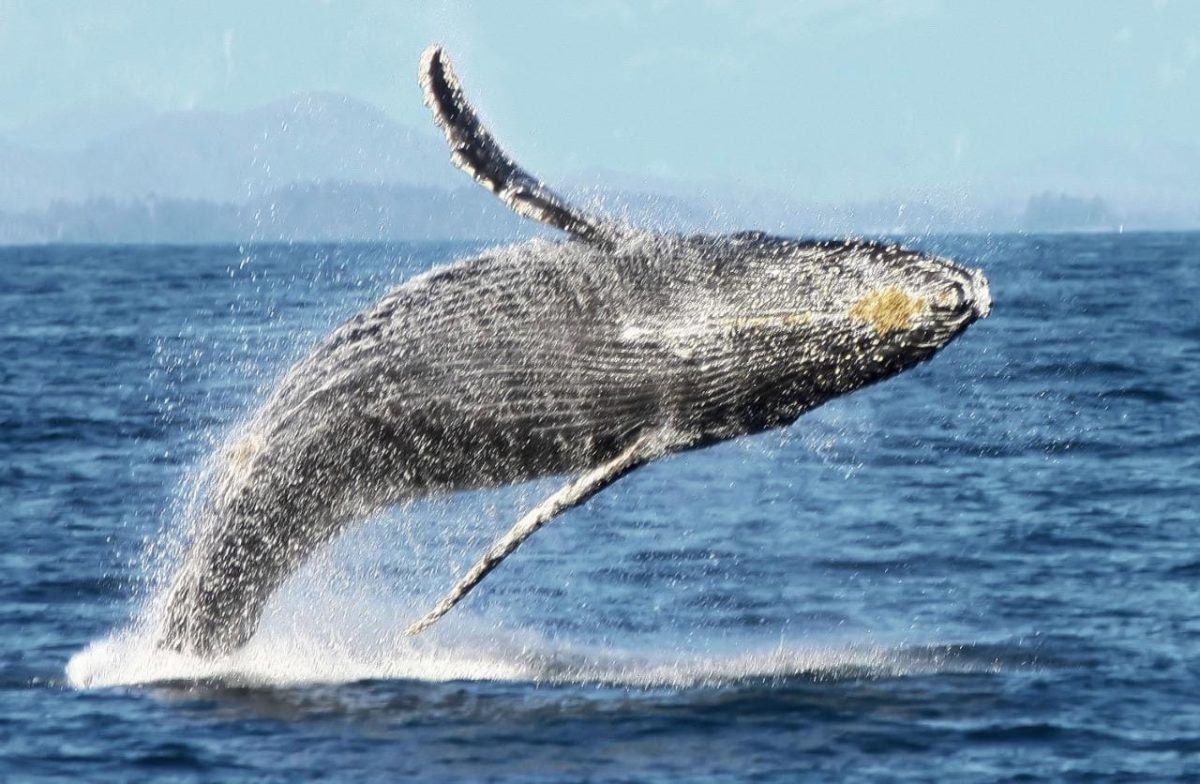 BALLENAS con Cascada Salto del Limon + Cayo Levantado - Imagen 14