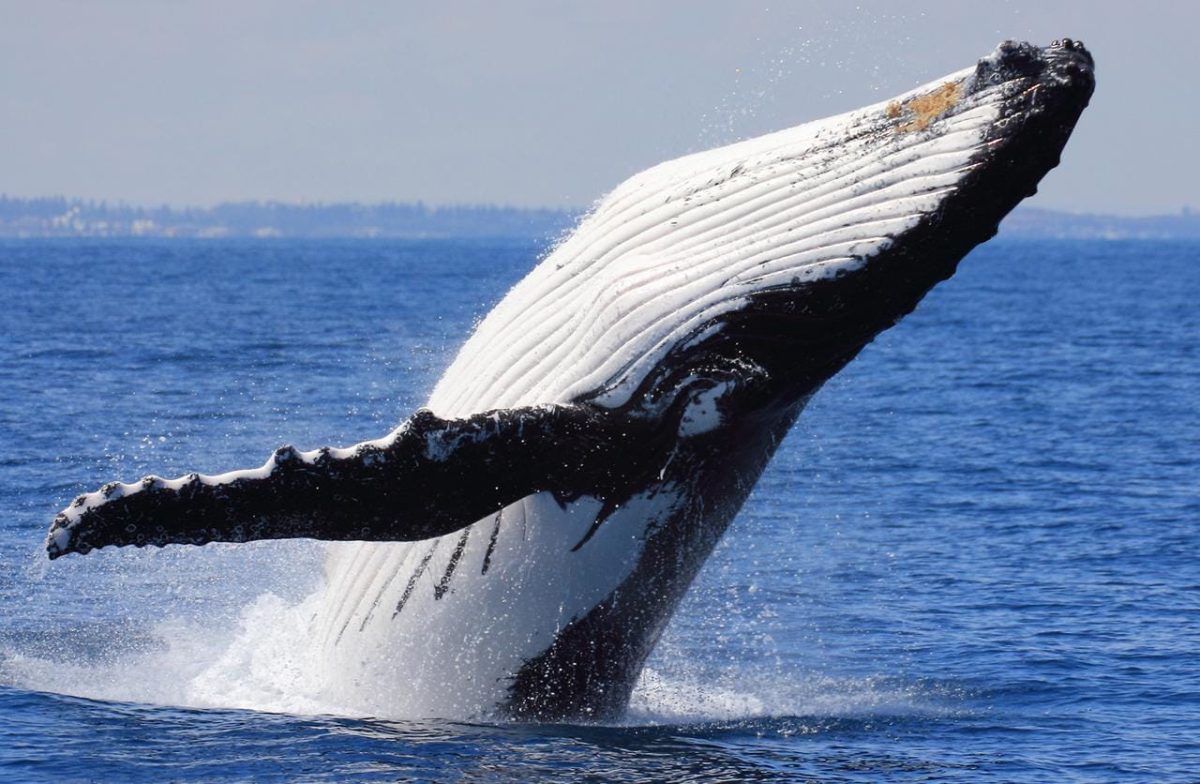BALLENAS con Cascada Salto del Limon + Cayo Levantado - Imagen 13