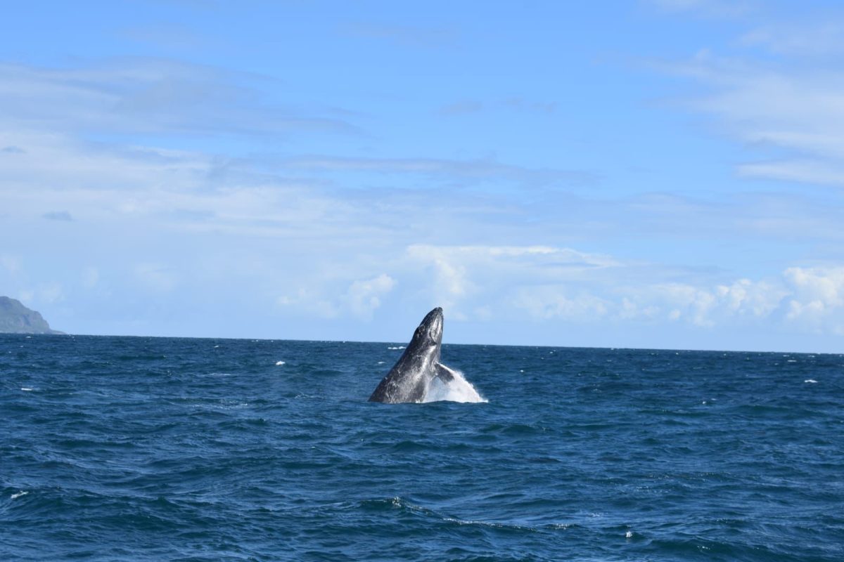 BALLENAS + Cayo Levantado - Imagen 6