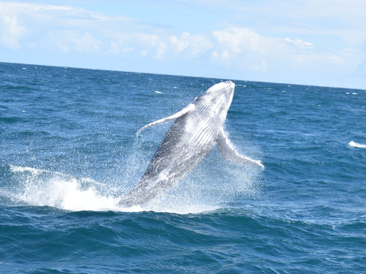 BALLENAS + Cayo Levantado - Imagen 9