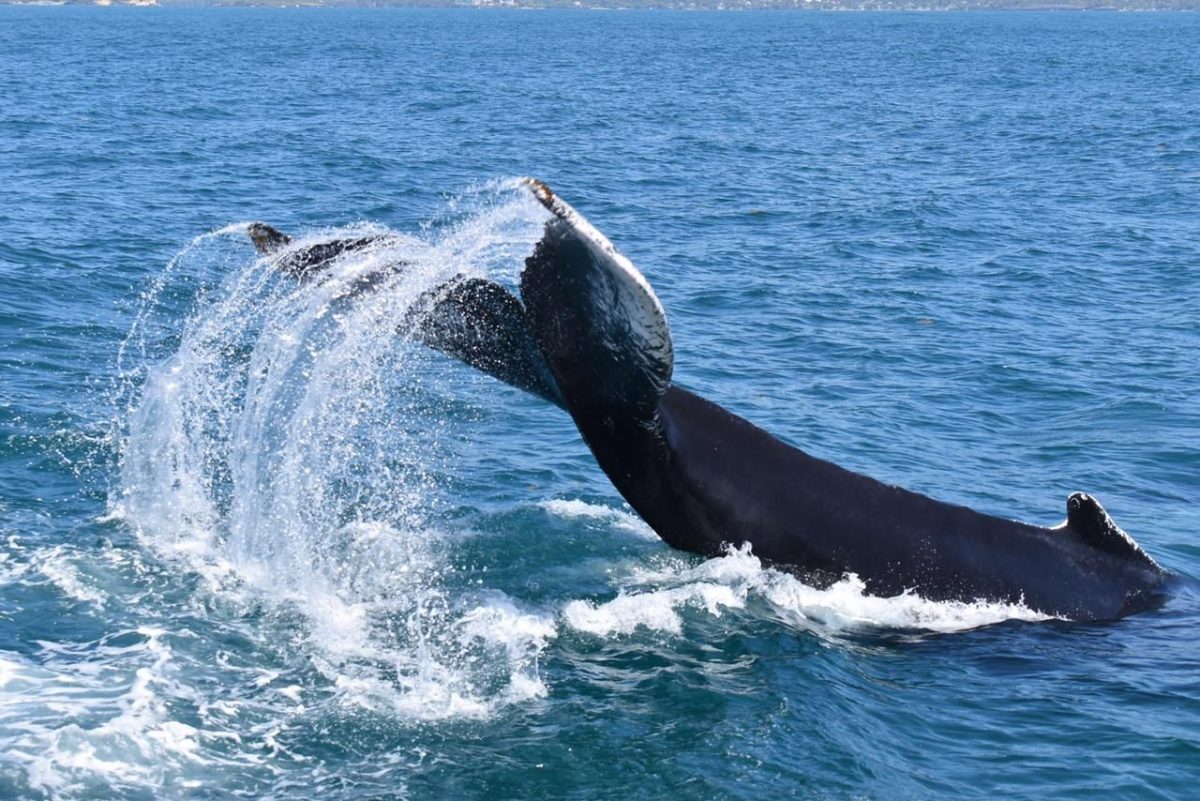 BALLENAS + Cayo Levantado - Imagen 10