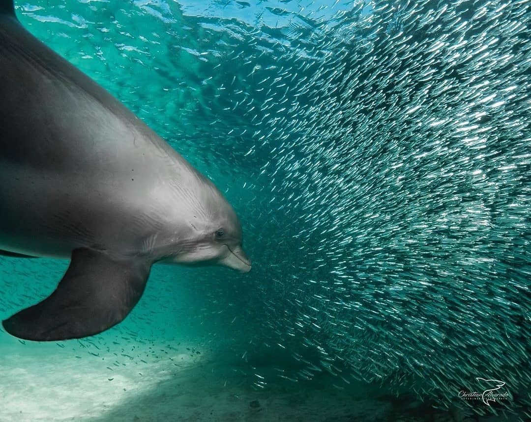 Encounter Oceano - Imagen 2