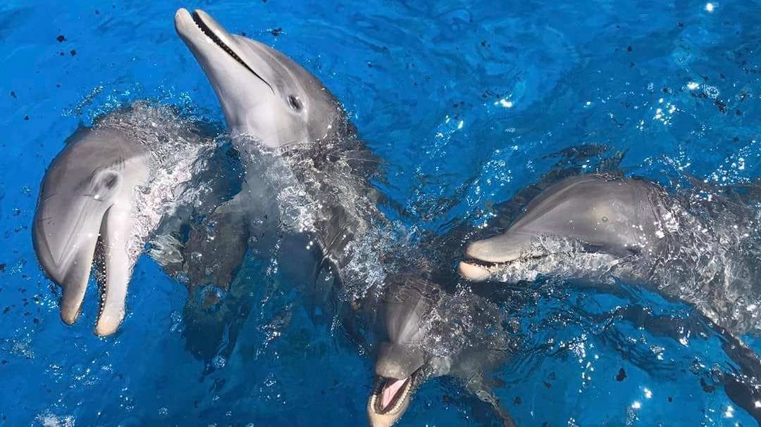 Encounter Oceano - Imagen 28