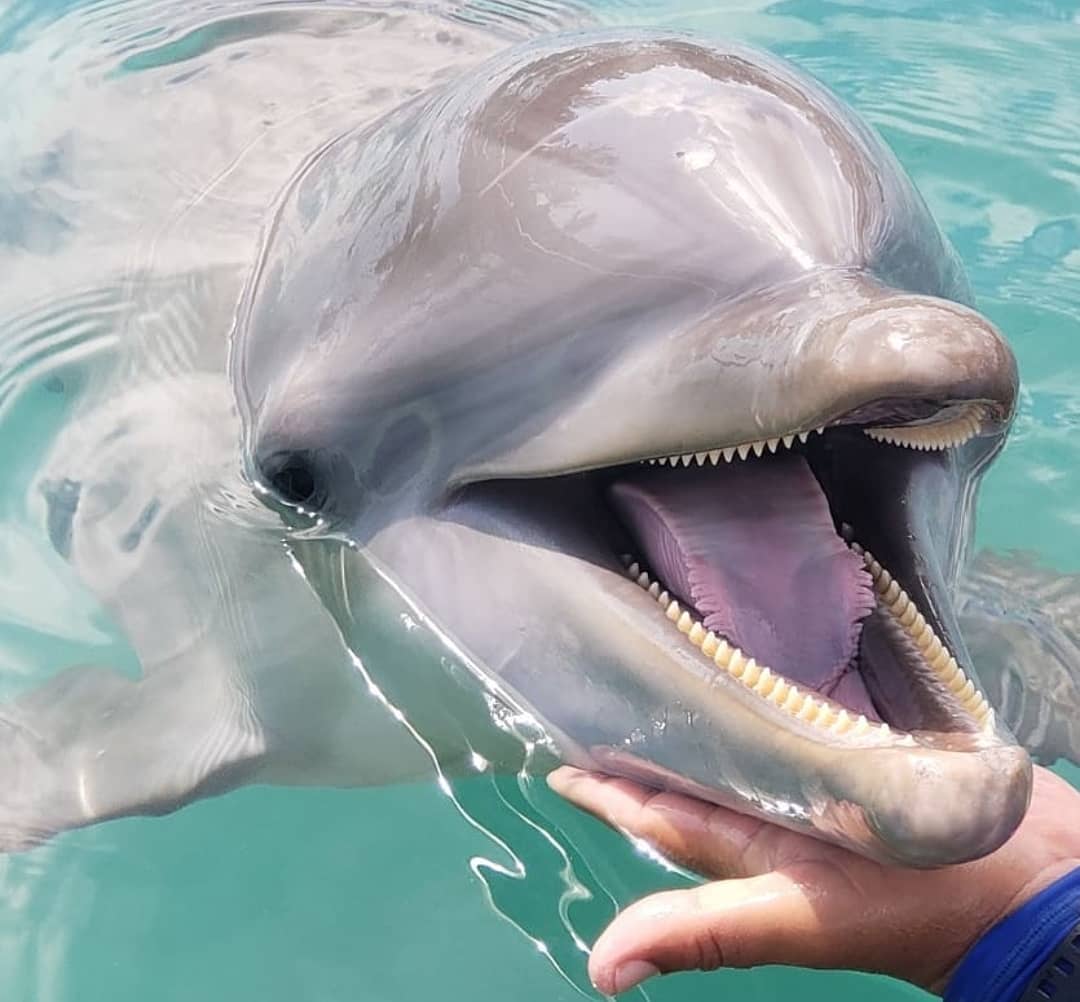 Encounter Oceano - Imagen 26