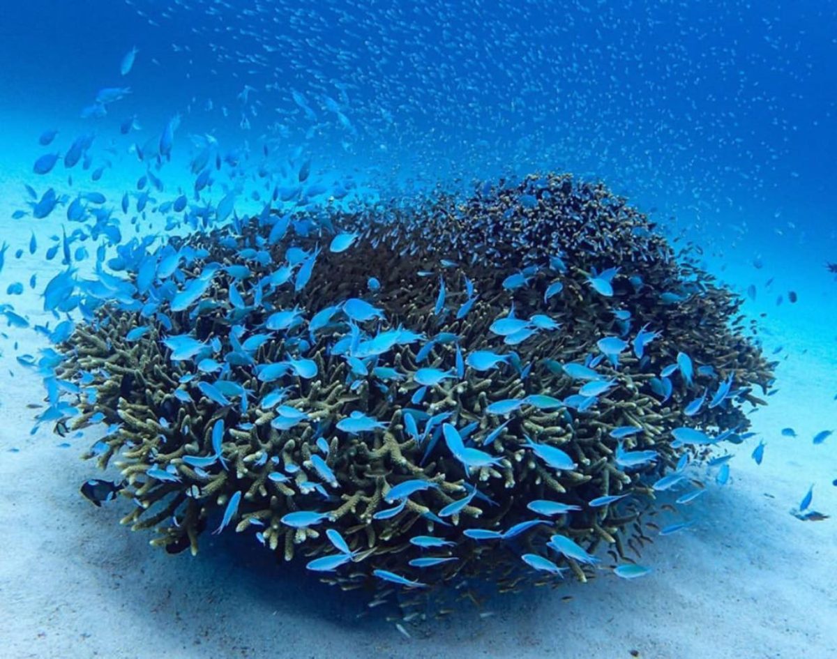 Encounter Oceano - Imagen 25