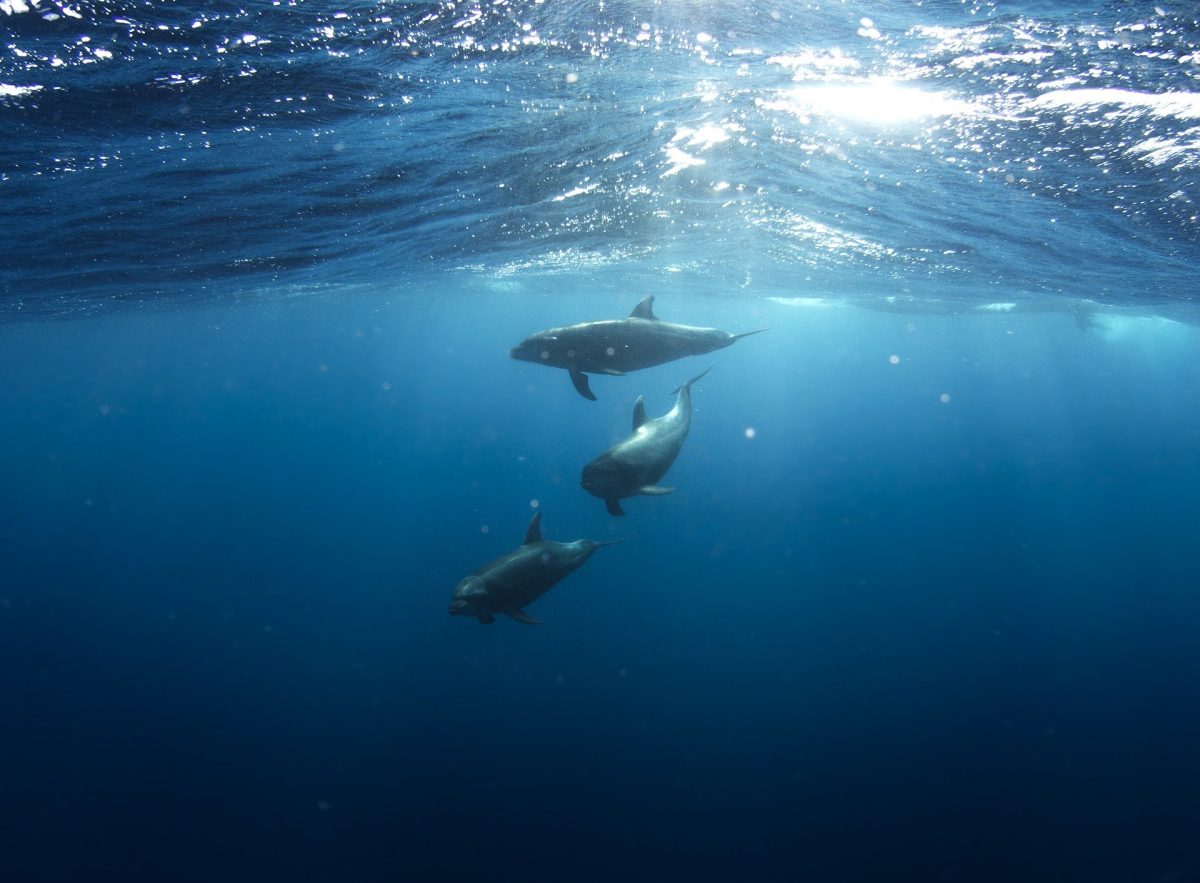 Encounter Oceano - Imagen 19