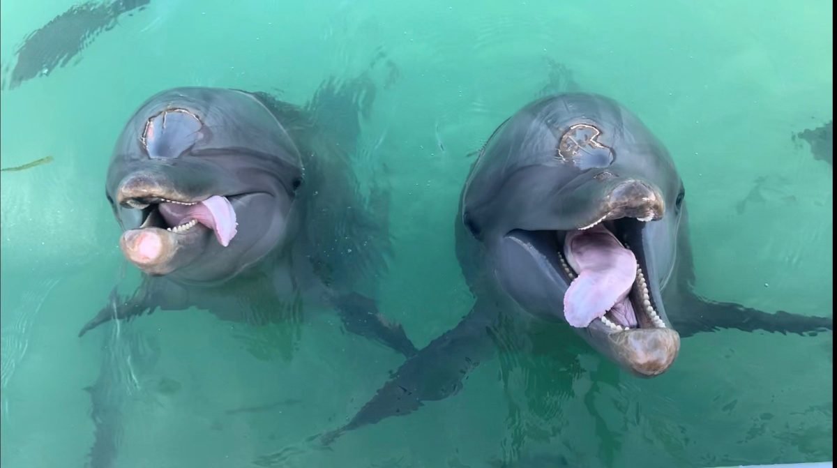 Encounter Oceano - Imagen 18