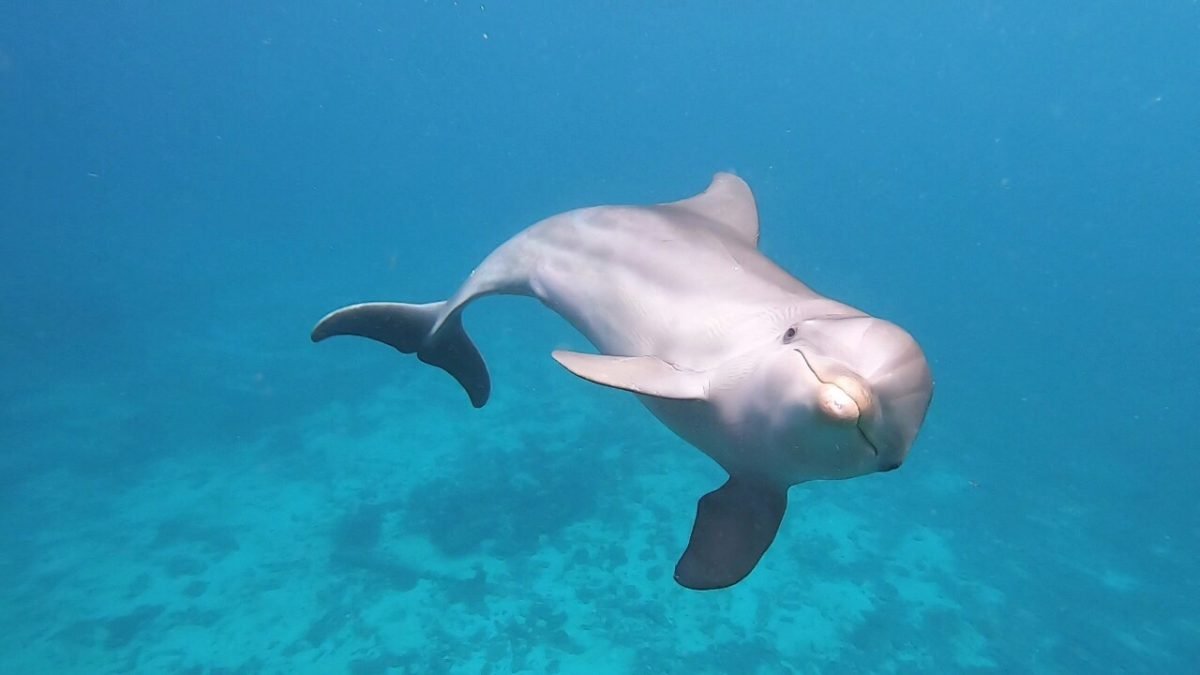 Encounter Oceano - Imagen 16