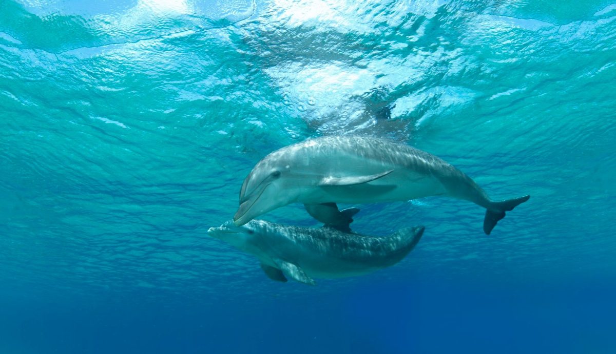 Encounter Oceano - Imagen 15