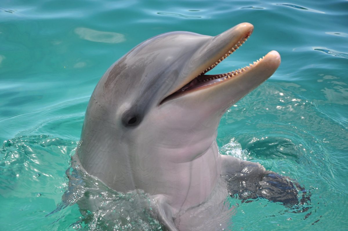 Encounter Oceano - Imagen 14