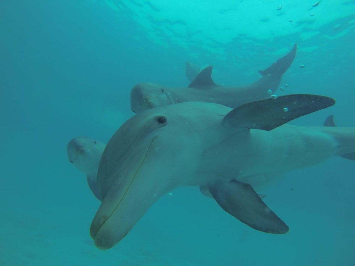 Encounter Oceano - Imagen 13