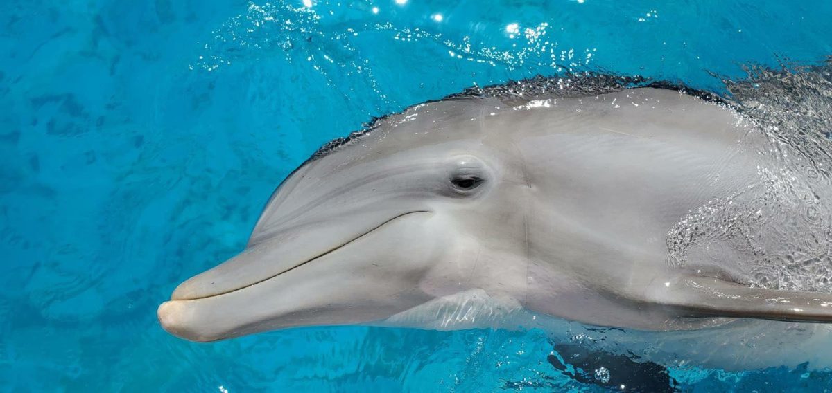 Encounter Oceano - Imagen 12