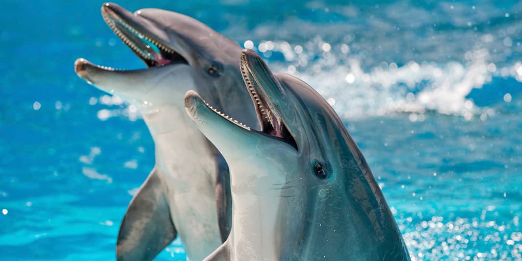 Encounter Oceano - Imagen 11