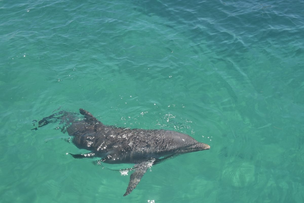 Encounter Oceano - Imagen 10