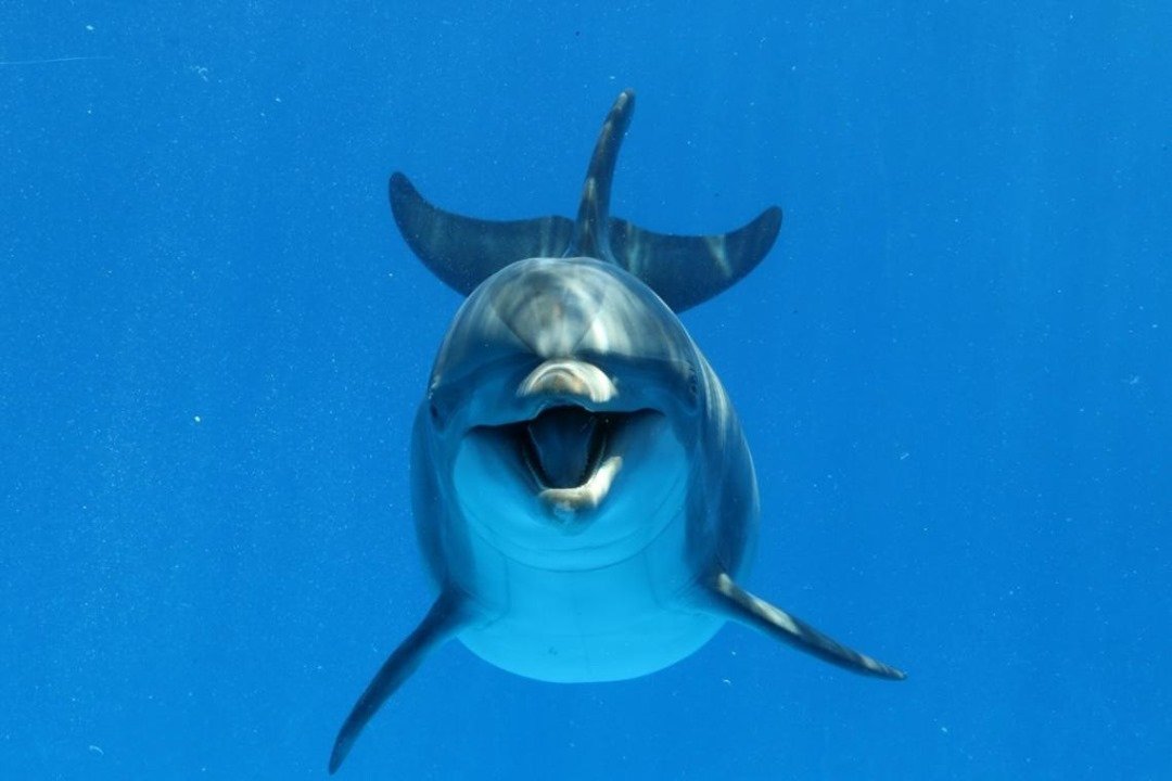 Encounter Oceano - Imagen 4